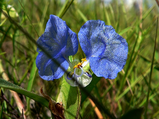 {Commelina erecta}